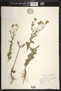 Grindelia squarrosa image