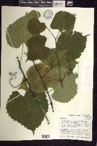 Vitis vulpina image