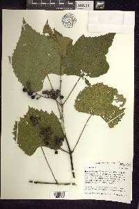 Vitis vulpina image