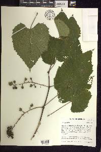 Vitis vulpina image