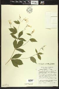 Gillenia trifoliata image