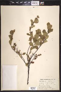 Betula glandulosa image