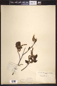 Betula lenta image