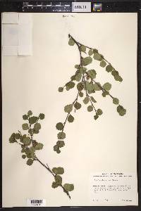 Betula glandulosa image
