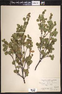 Betula glandulosa image
