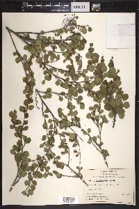 Betula glandulosa image