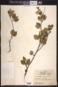 Betula minor image