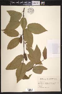 Betula lenta image