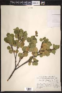 Betula glandulosa image