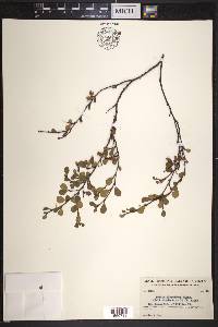 Betula glandulosa image