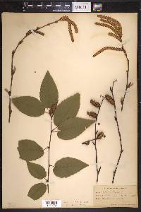 Betula lenta image