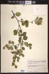 Betula minor image