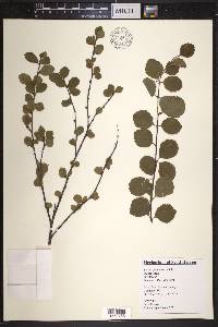 Betula glandulosa image