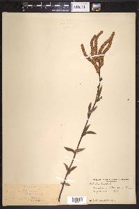Betula lenta image