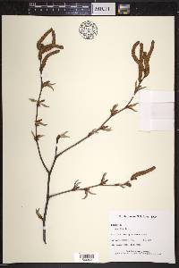 Betula lenta image