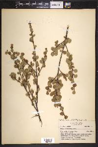 Betula glandulosa image
