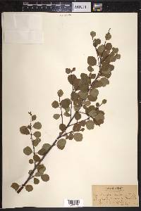 Betula glandulosa image