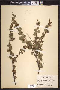 Betula nana image