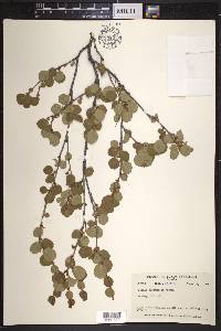 Betula glandulosa image