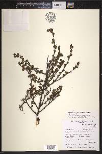 Betula glandulosa image
