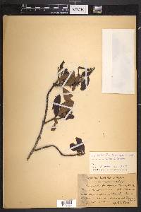 Suberanthus brachycarpus image