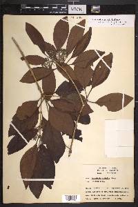 Rondeletia stipularis image