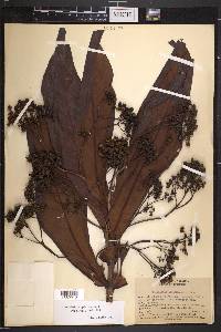 Rondeletia amplexicaulis image