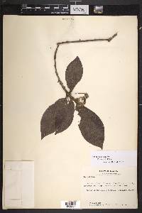Rondeletia hirta image