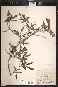 Rondeletia combsii image