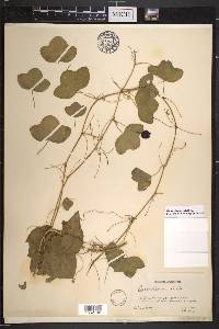 Passiflora lutea image