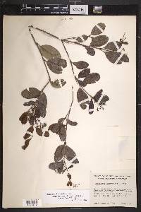 Rondeletia alaternoides image