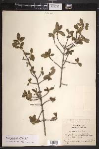 Rondeletia camarioca image