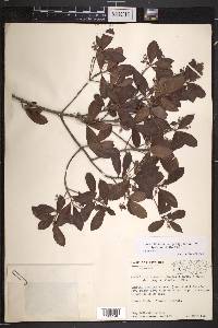 Rondeletia inermis image