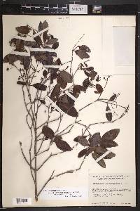 Rondeletia alaternoides image