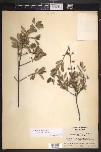 Rondeletia fuertesii image