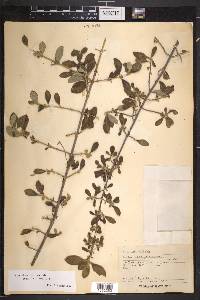 Rondeletia fuertesii image