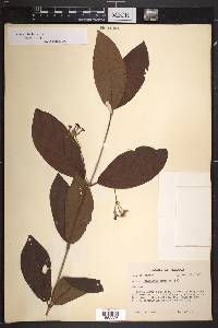 Rondeletia hirta image