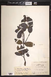 Suberanthus brachycarpus image