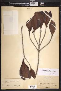 Rondeletia adamsii image