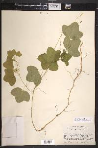 Passiflora lutea image