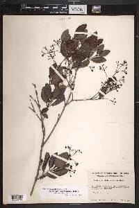 Rondeletia alaternoides image