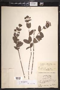 Rondeletia odorata image
