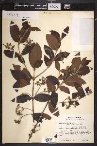 Rondeletia hirta image