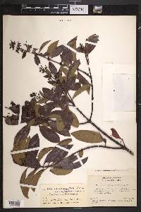 Suberanthus brachycarpus image