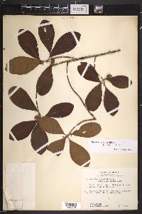Rondeletia glauca image