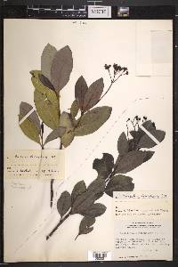 Rondeletia alaternoides image