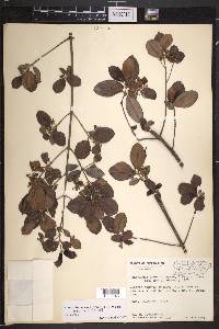 Rondeletia inermis image