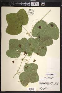 Passiflora lutea image