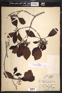 Rondeletia polita image