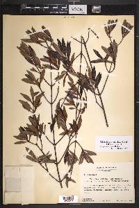 Phialanthus myrtilloides image